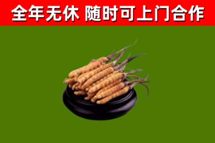 丽江回收散虫草